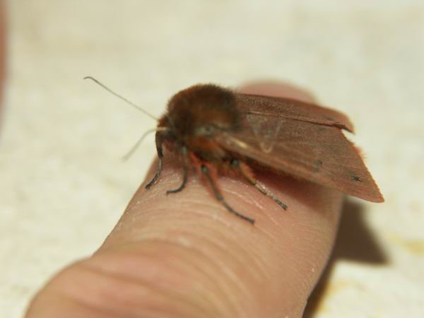 Phragmatobia fuliginosa?? - S
